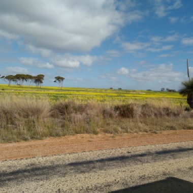 Canola fields east of Perth.